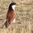 Coucal des papyrus