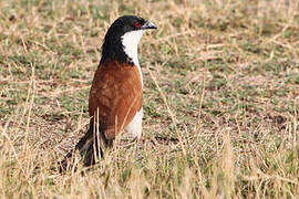 Coppery-tailed Coucal