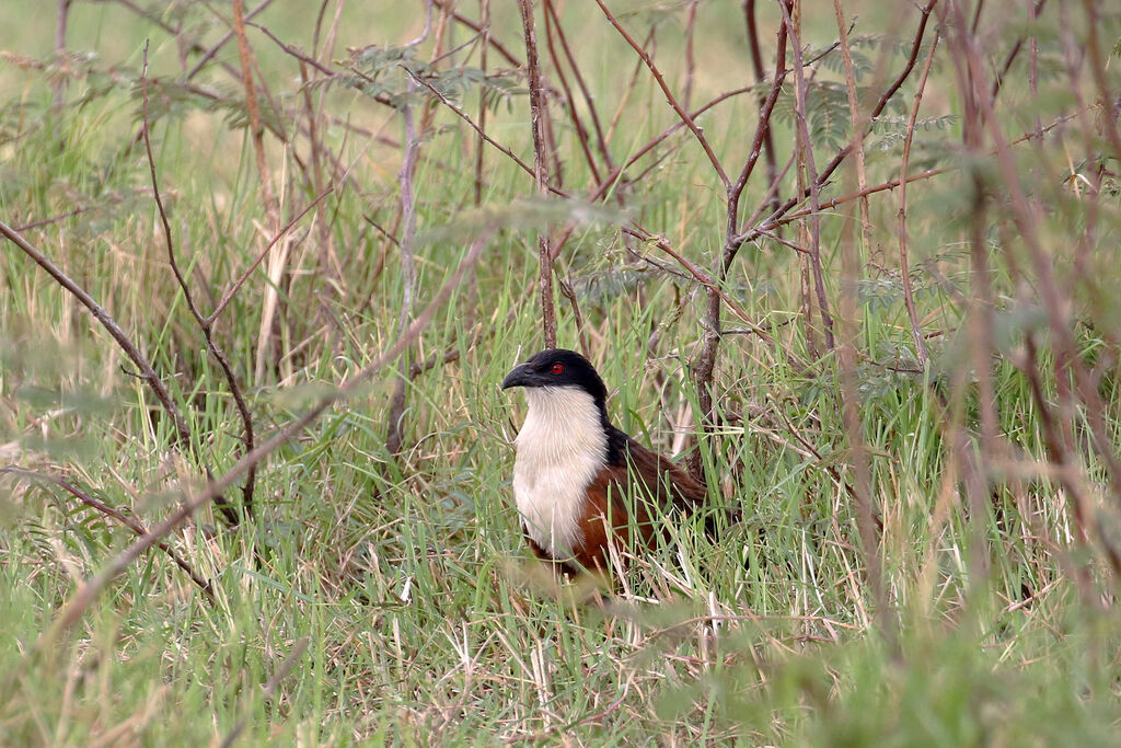 Coppery-tailed Coucaladult