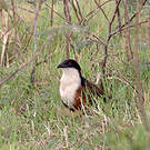 Coucal des papyrus