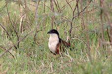 Coucal des papyrus