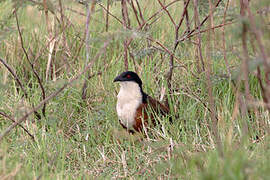 Coppery-tailed Coucal