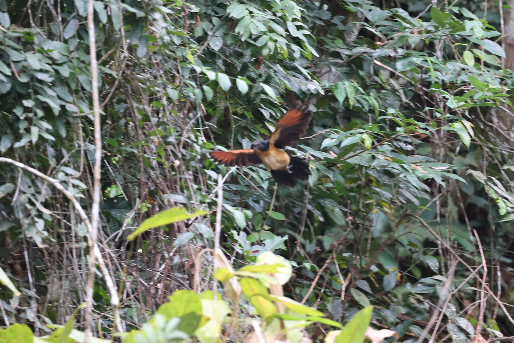 Coucal du Gabon