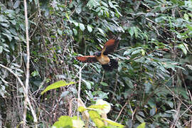 Coucal du Gabon