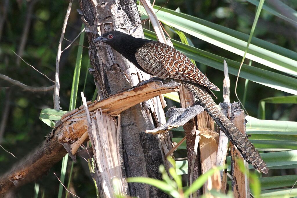 Pheasant Coucaladult