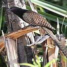 Coucal faisan