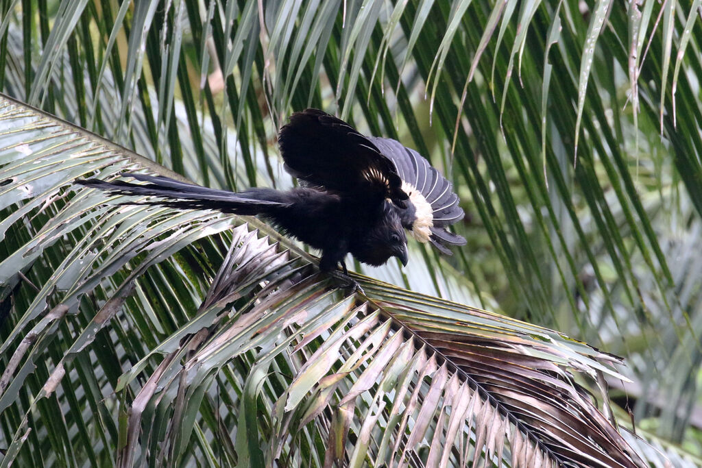 Coucal goliath