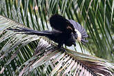 Coucal goliath