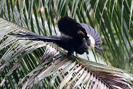 Coucal goliath