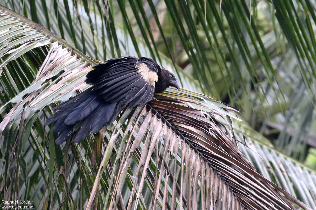 Coucal goliathadulte