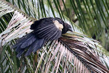 Coucal goliath