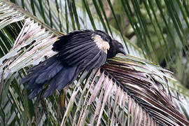 Goliath Coucal