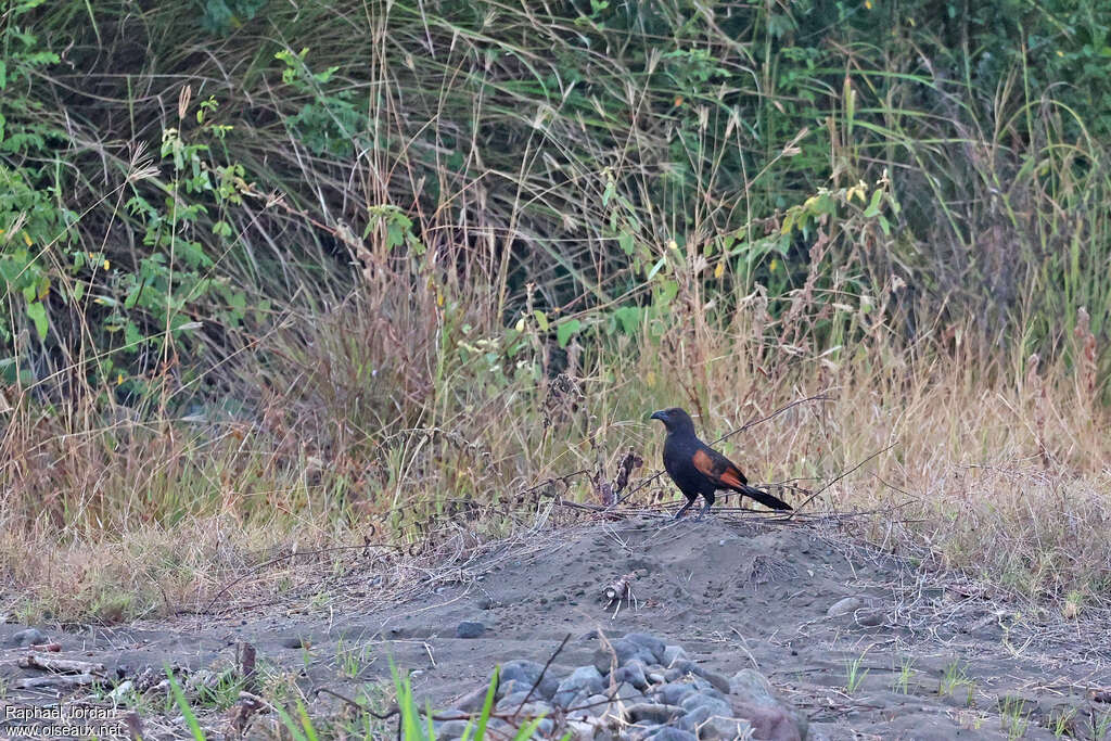Sunda Coucal