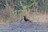 Coucal noirou