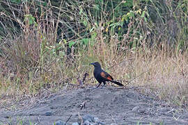 Sunda Coucal