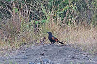 Coucal noirou