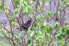 Sunda Coucal