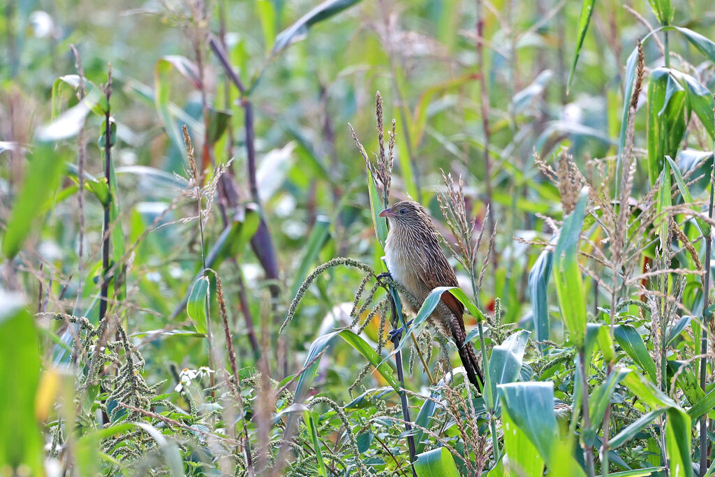 Coucal rufinadulte internuptial