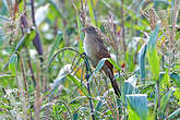 Coucal rufin