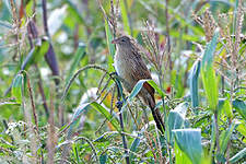 Coucal rufin