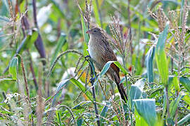 Lesser Coucal