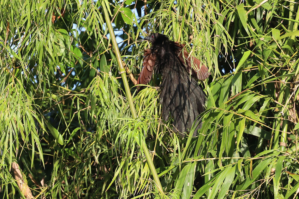 Philippine Coucal