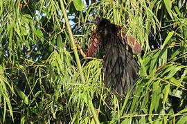 Philippine Coucal