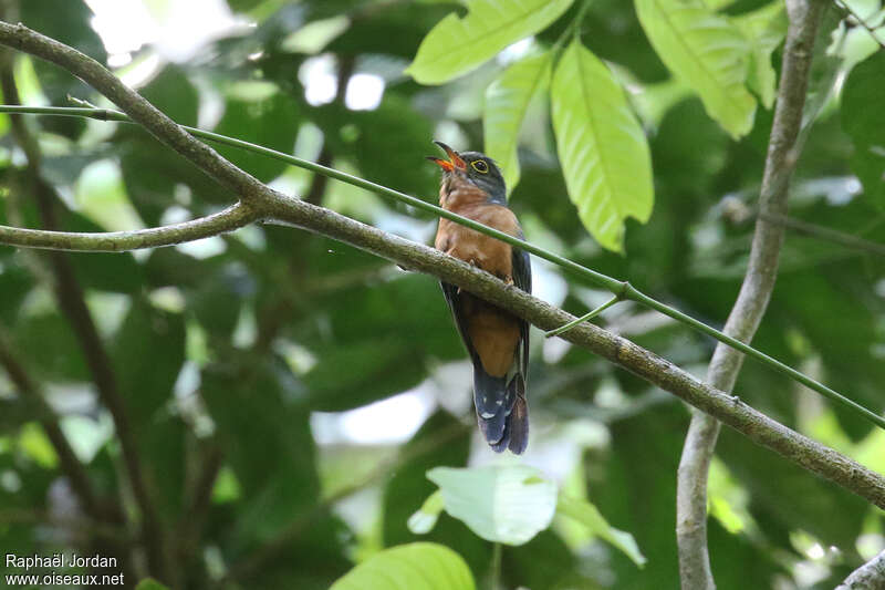 Chestnut-breasted Cuckoo male adult, song
