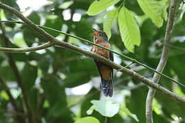 Chestnut-breasted Cuckoo