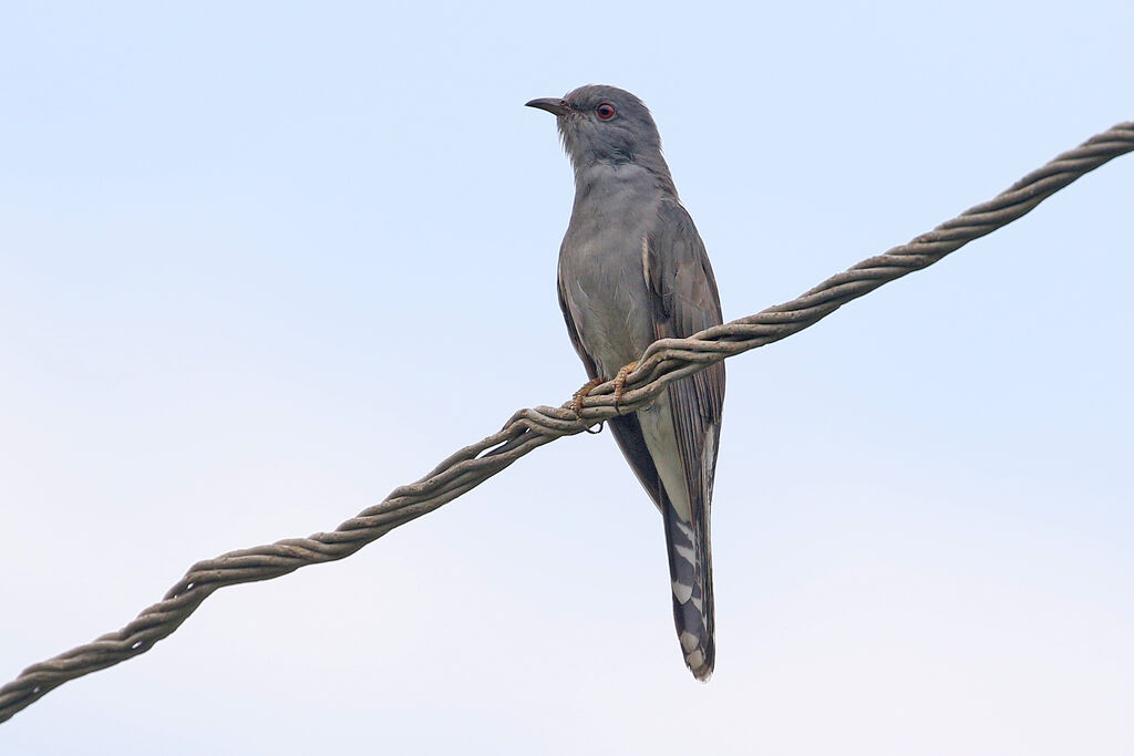 Grey-bellied Cuckooadult