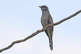 Grey-bellied Cuckoo