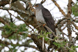 African Cuckoo