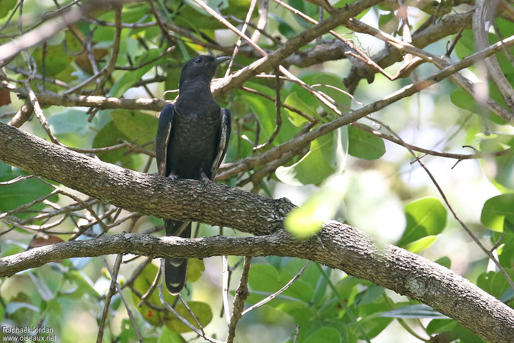 Black Cuckooadult, pigmentation