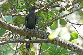 Black Cuckoo