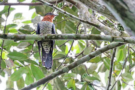 Black Cuckoo