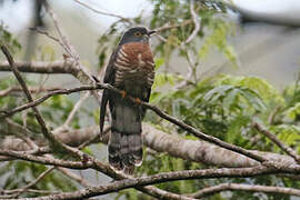 Dark Hawk-Cuckoo