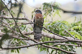 Dark Hawk-Cuckoo