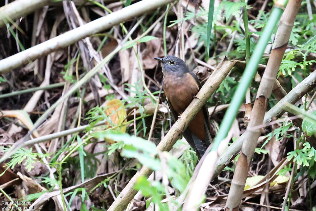 Moluccan Brush Cuckoo