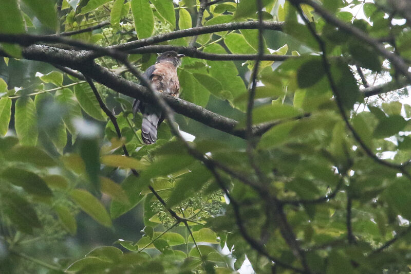 Hodgson's Hawk-Cuckoo male adult