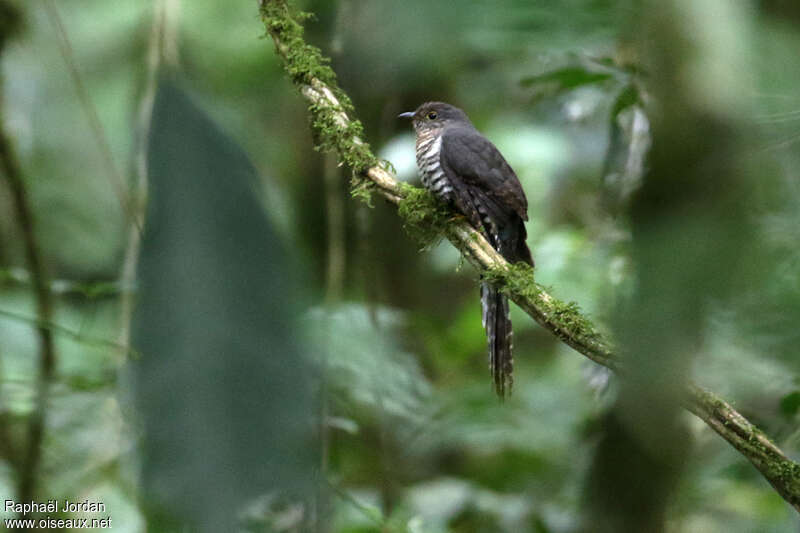 Dusky Long-tailed Cuckoo male adult, identification