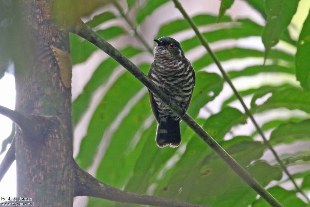 White-eared Bronze Cuckoo male adult, identification