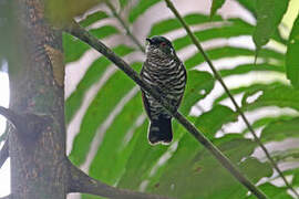 White-eared Bronze Cuckoo