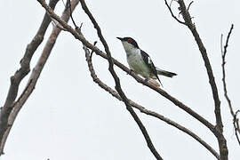 Pied Bronze Cuckoo