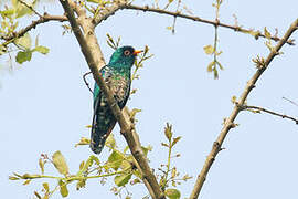 Asian Emerald Cuckoo