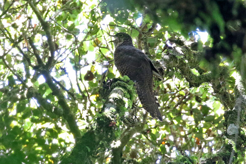 Barred Long-tailed Cuckooadult, song