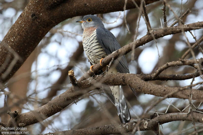 Red-chested Cuckoo female adult, identification