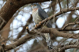 Red-chested Cuckoo