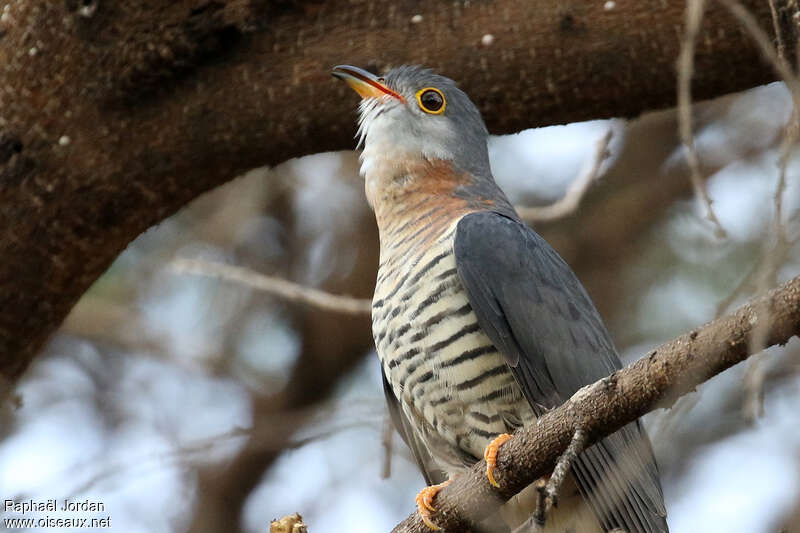 Red-chested Cuckoo female adult, close-up portrait, song