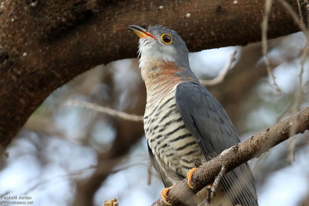 Red-chested Cuckoo female adult, close-up portrait, song