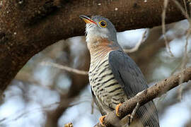 Red-chested Cuckoo